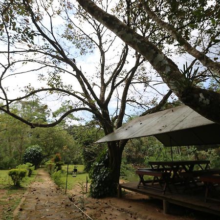 360 Rainforest Deniyaya Dış mekan fotoğraf