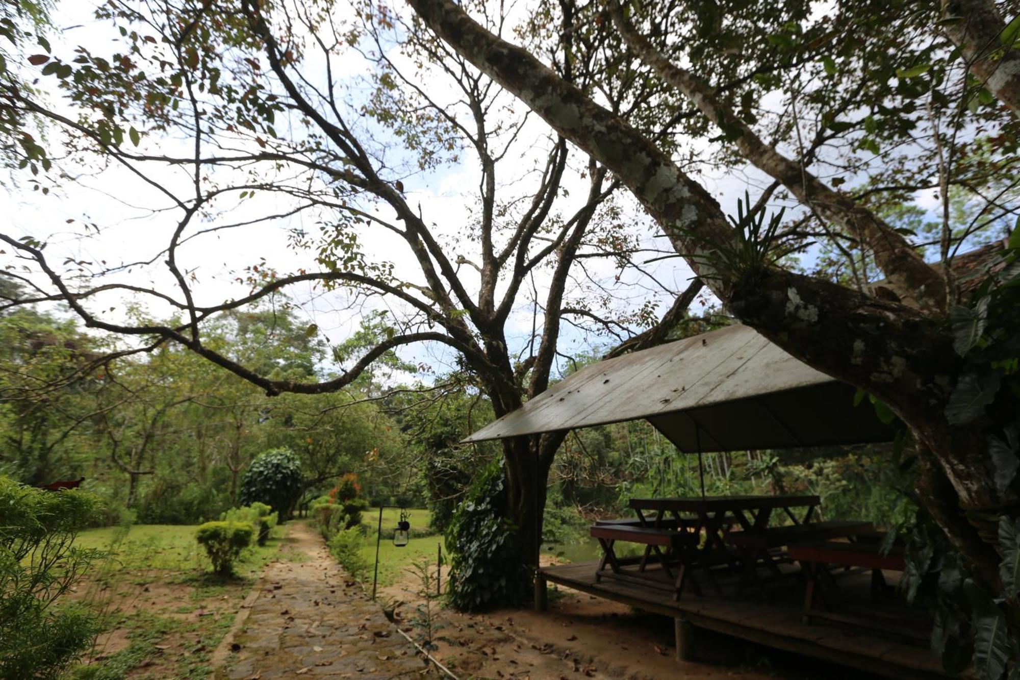 360 Rainforest Deniyaya Dış mekan fotoğraf