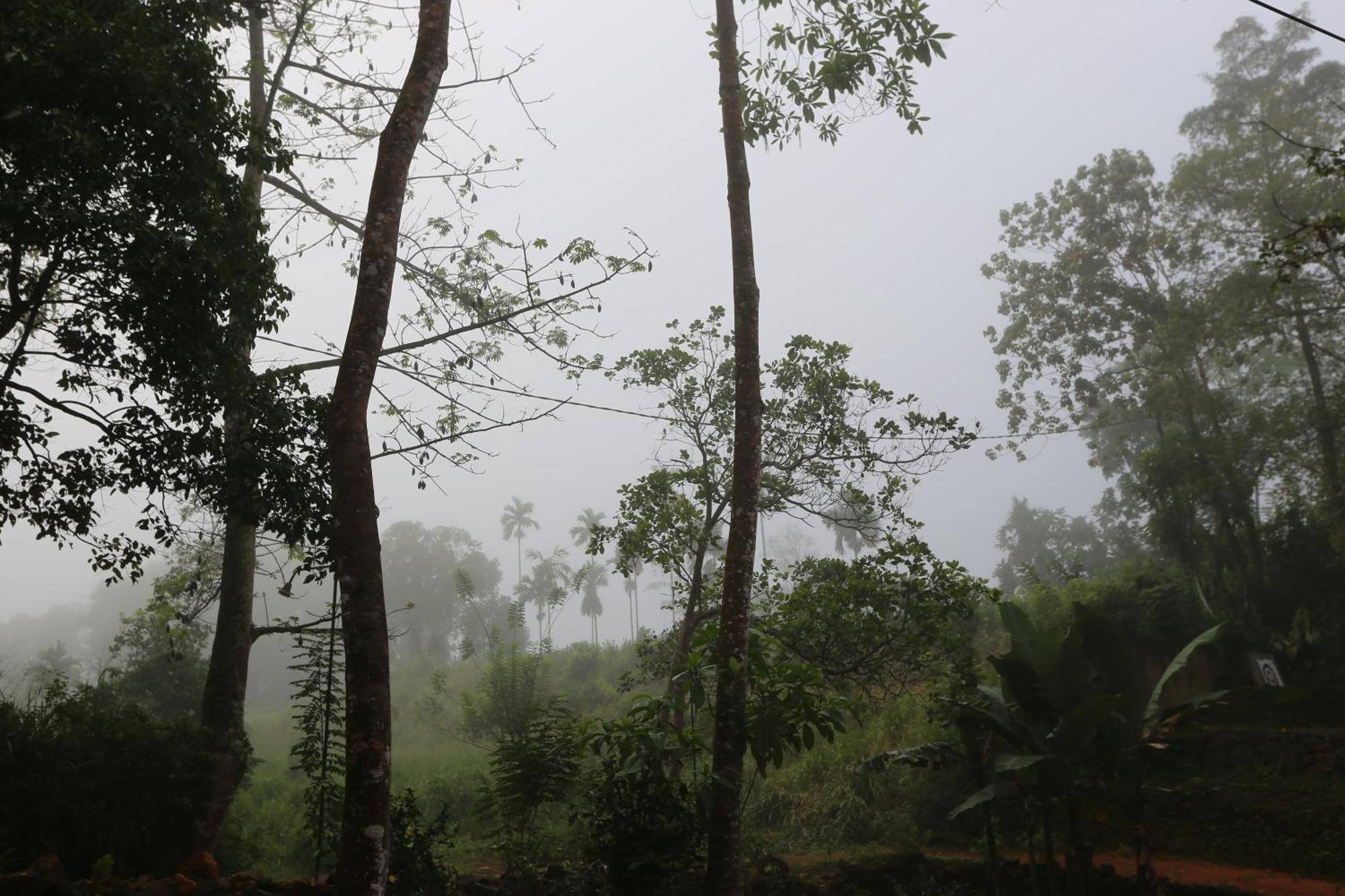 360 Rainforest Deniyaya Dış mekan fotoğraf