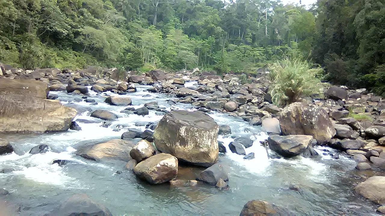 360 Rainforest Deniyaya Dış mekan fotoğraf