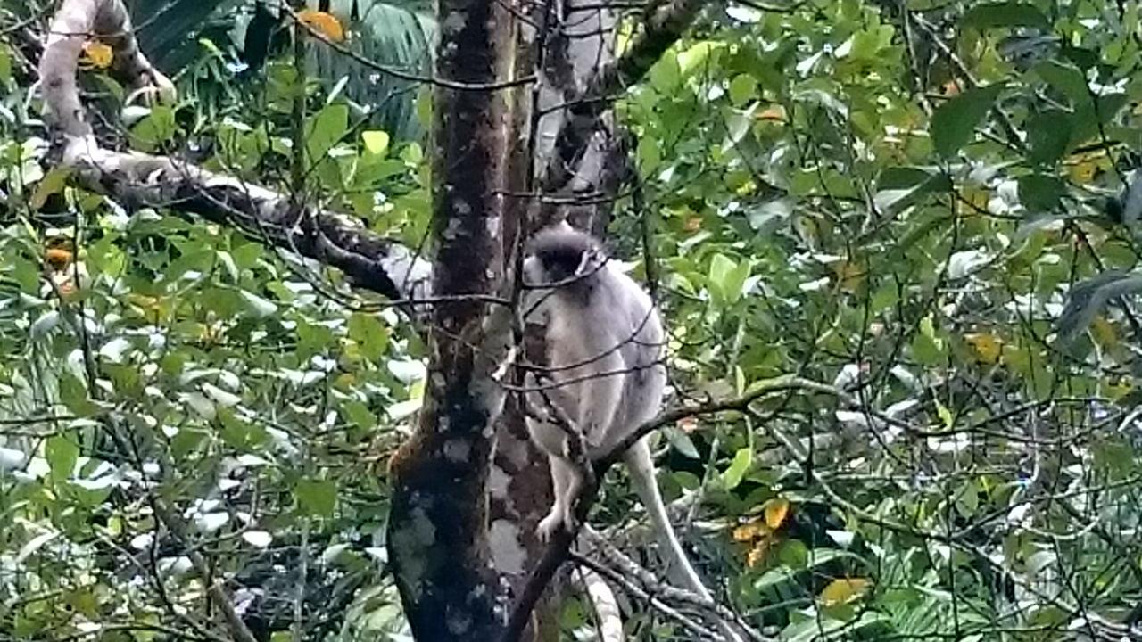 360 Rainforest Deniyaya Dış mekan fotoğraf