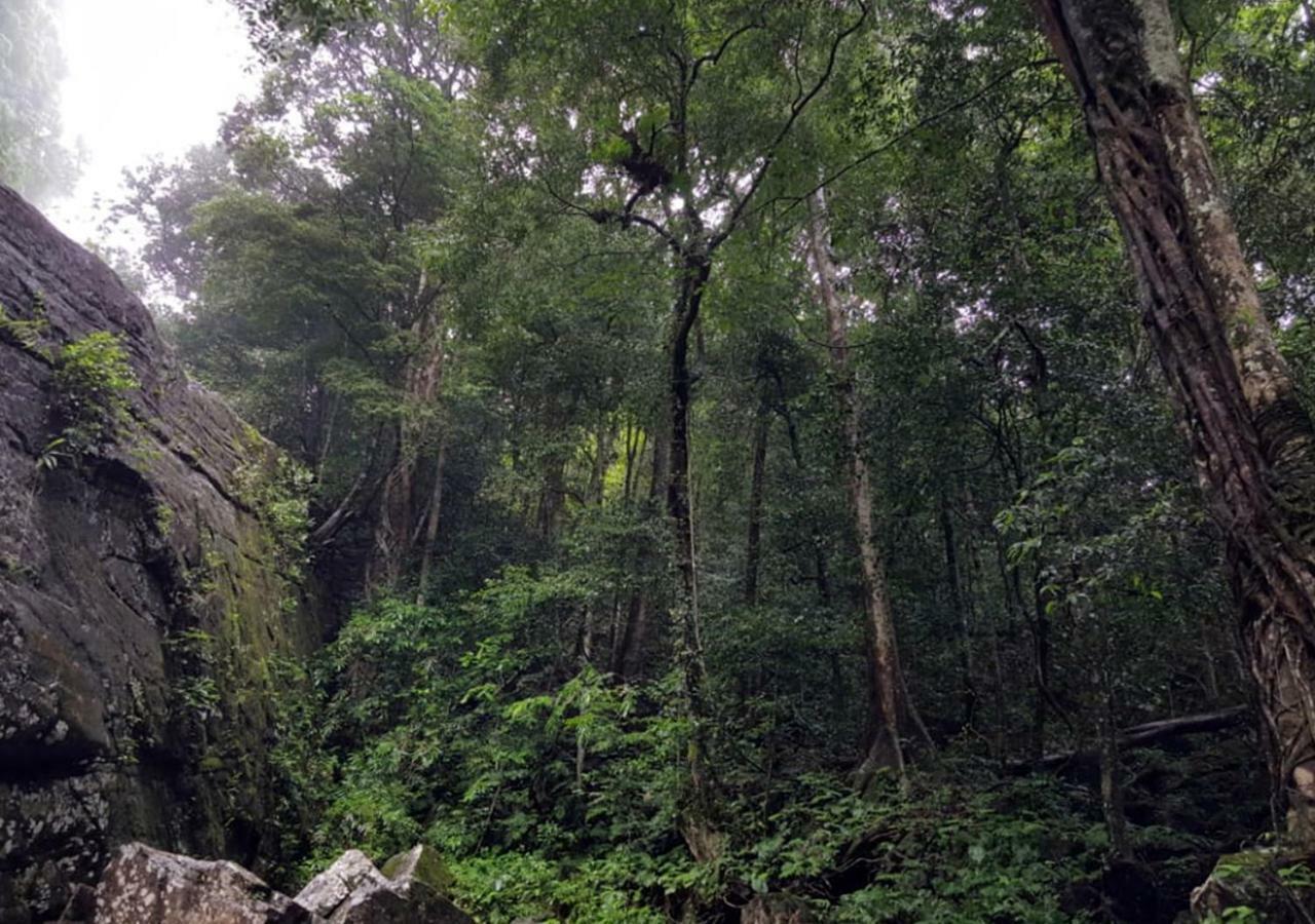 360 Rainforest Deniyaya Dış mekan fotoğraf