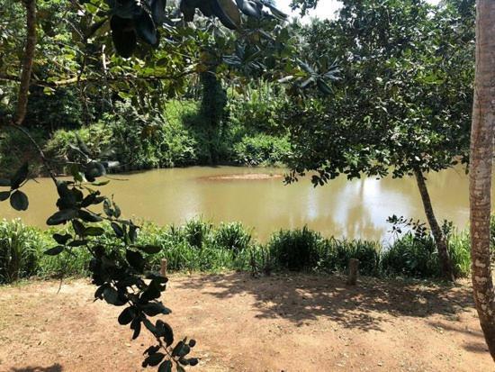 360 Rainforest Deniyaya Dış mekan fotoğraf